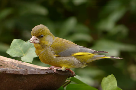 yellow bird on wood near trees thumbnail