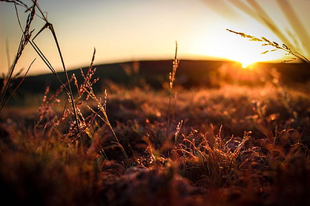 selective focus photography of grasses during daytime thumbnail