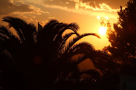 silhouette of palm trees during sunset thumbnail