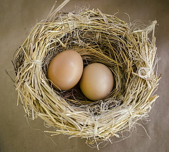 egg in nest thumbnail