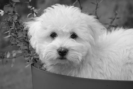 adult Maltese on grayscale photo thumbnail