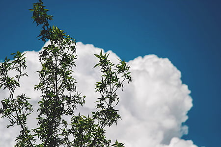 green leafed tree under blue sky thumbnail