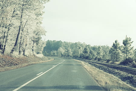 road surrounded by trees thumbnail