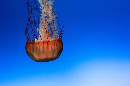 jelly fish thumbnail