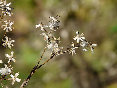 Seeds, Fuchssches Greiskraut thumbnail