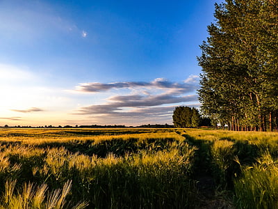 green trees thumbnail