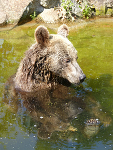 gray bear in water near stone during daytime thumbnail