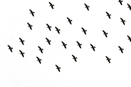 flock of bird flying midair thumbnail