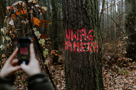 Autumn walk to the forest in foggy weather thumbnail