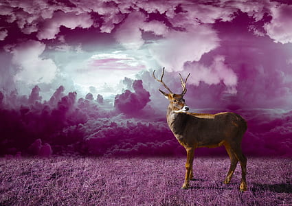 brown reindeer standing on pink grass thumbnail
