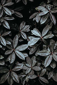 green leafy plant thumbnail