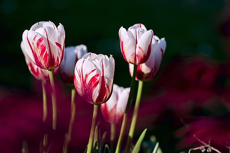 white-and-red petaled flower lot thumbnail