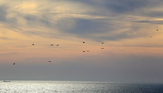 flight of birds under nimbus clouds thumbnail