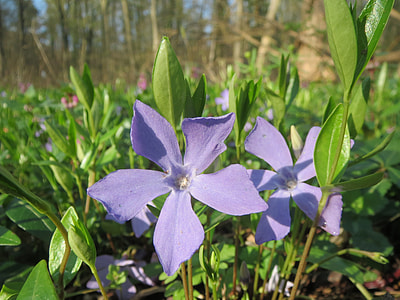 Vinca Minor, Lesser Periwinkle thumbnail