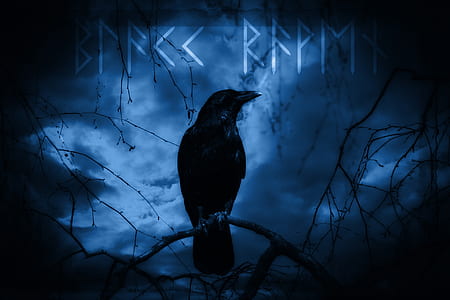 black crow illustration thumbnail