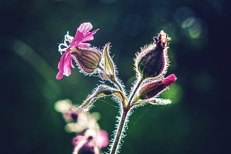 close-up photo of pink flowers thumbnail