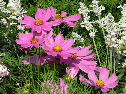 purple petaled flowers thumbnail
