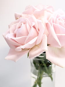 Close-up Photography of Roses thumbnail