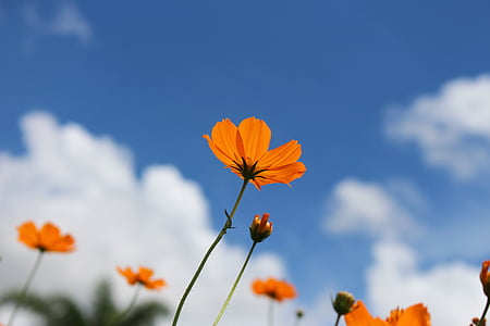 closeup photography of orange cosmos flower thumbnail