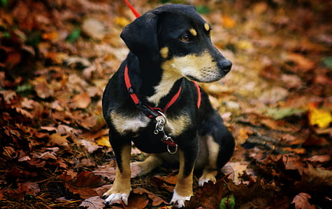 brown, white, and black puppy sitting on dried leaves thumbnail