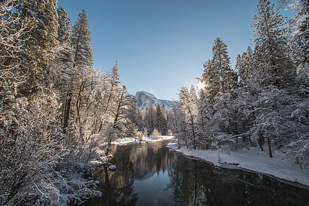 trees beside lake covered by snow thumbnail