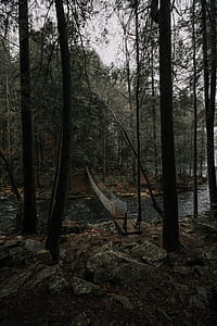 brown footbridge above river surrounded by trees thumbnail