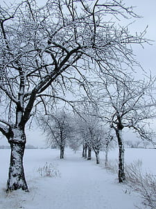 snow covered trees during winter thumbnail