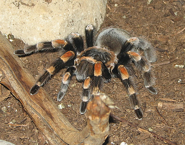 Mexican red-kneed tarantula Brachypelma smithi thumbnail