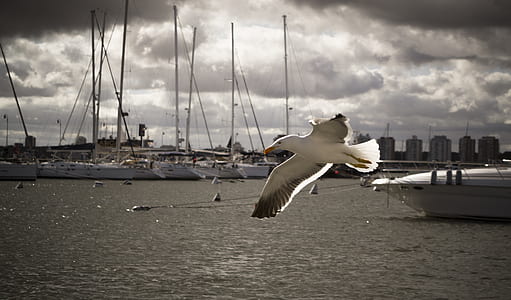 white and black bird thumbnail