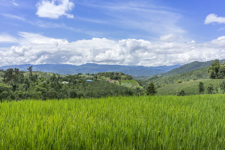 rice field and view of mountain thumbnail