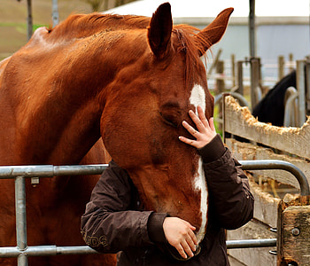 person in black jacket holding brown and white horse during daytime thumbnail