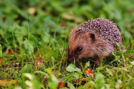 food, flowers, animal, cute thumbnail