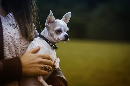 White Tan Smooth Chihuahua thumbnail