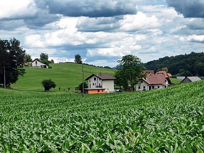 white house surrounded by corn plants thumbnail