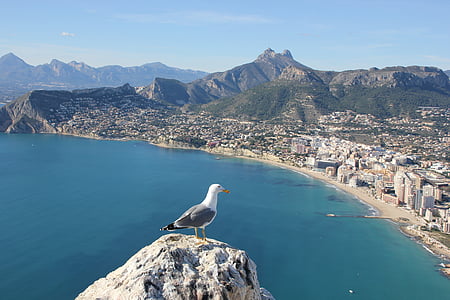 white and black seagul on top of rock formation near body of water thumbnail