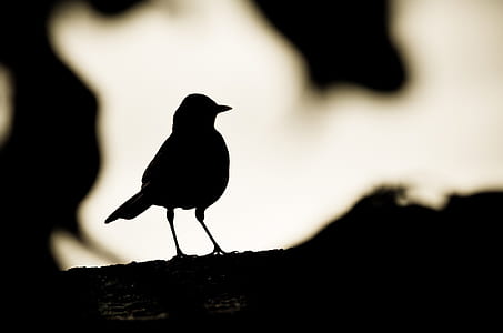 silhouette of bird thumbnail