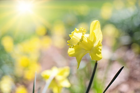 yellow daffodil flower in closeup photo thumbnail