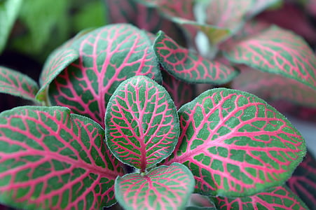 closeup of green and red leafed plant thumbnail