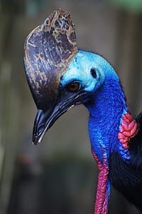 closeup photo of Southern cassowary thumbnail