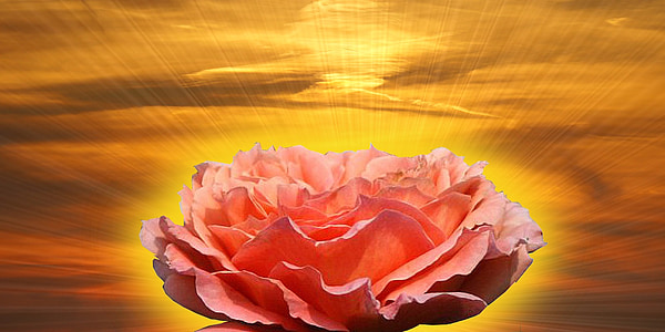 pink flower with yellow background thumbnail