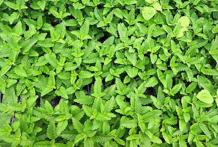 green leaf plant thumbnail