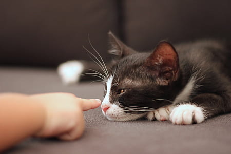 depth of field photography of tuxedo cat leaning thumbnail