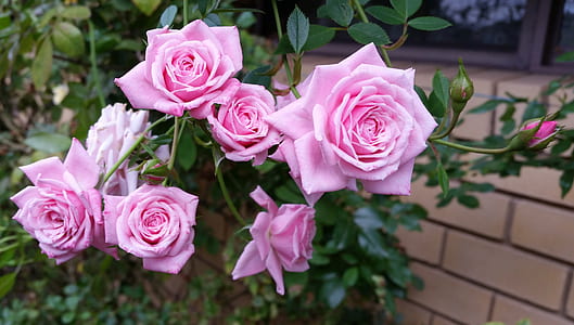 pink petaled flowers near wall thumbnail