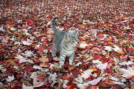 silver cat near black fence thumbnail