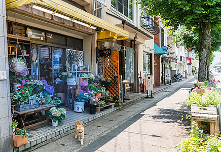yellow tabby cat near the flower house thumbnail