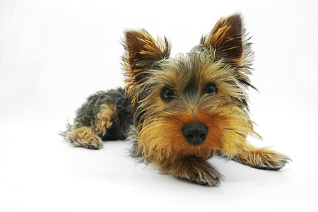 photo of black and tan Yorkshire terrier puppy prone lying on floor thumbnail