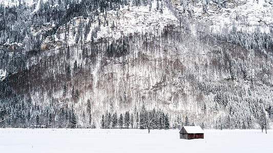 snow covered house near trees on the snowfield thumbnail