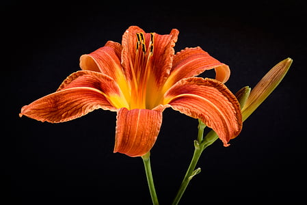 orange daylily flower thumbnail