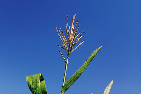 corn plant under blue skies thumbnail