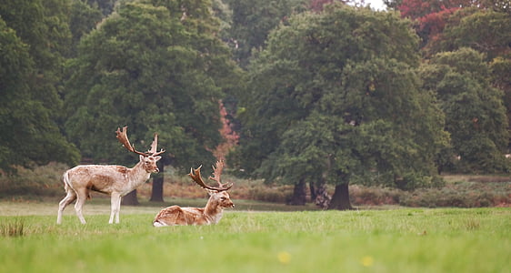 two brown deers near trees thumbnail